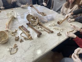 Klasa patronacka na zajęciach w Zakładzie Anatomii Prawidłowej Człowieka